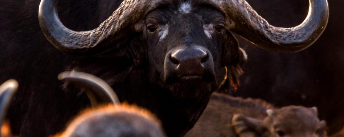 The African Cape buffalo is often seen grazing close to Jacana River Lodge on the Crocodile river bank of the Kruger National Park KNP