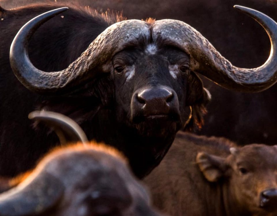 The African Cape buffalo is often seen grazing close to Jacana River Lodge on the Crocodile river bank of the Kruger National Park KNP