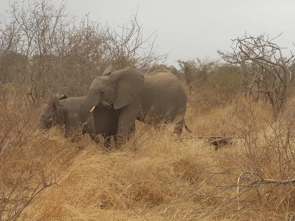 wildlife sightings of elephants, one of the African big 5