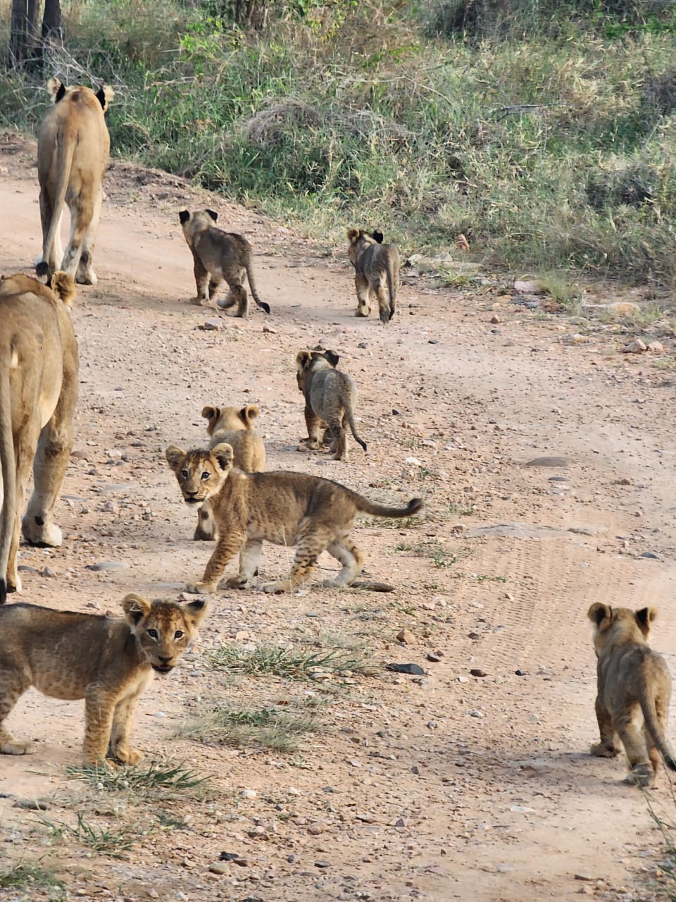 mjejane game reserve safari photos wildlife sightings (5)