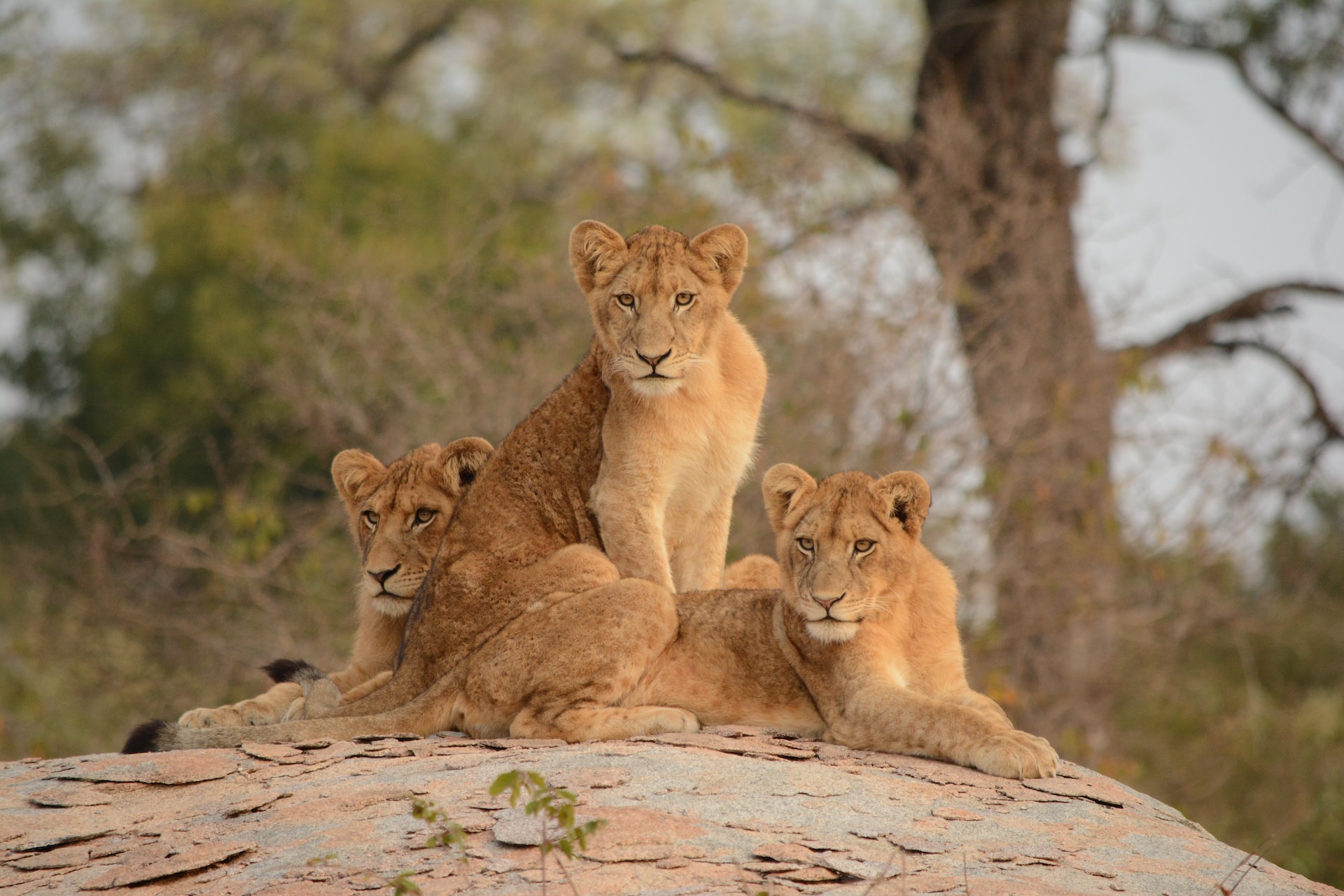 ultimate guide kruger national park